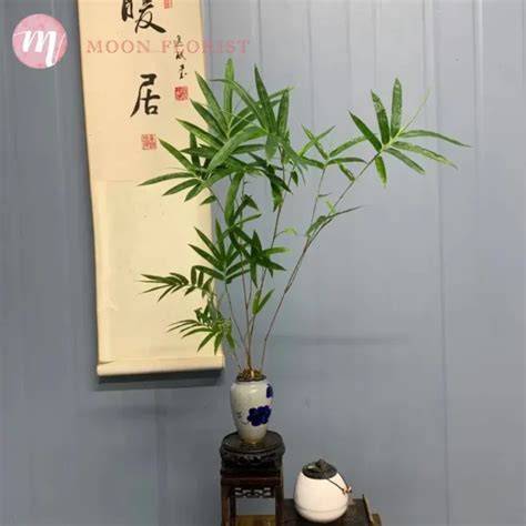 室內植物 竹|2024年精選20種室內植物人氣推薦！同場加映帶來好風水植物的5。